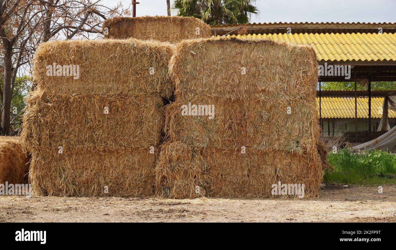 Stockage de foin avec balles de foin récoltées pour le bétail. Couvert agricole de grange avec balles carrées de foin en été Banque D'Images