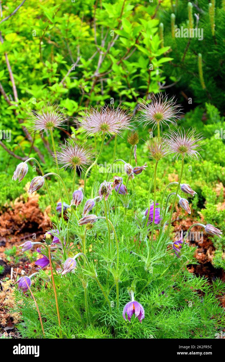 La fleur est une pousse printanière (Latin Pulsatilla vernalis), qui a déjà disparu Banque D'Images