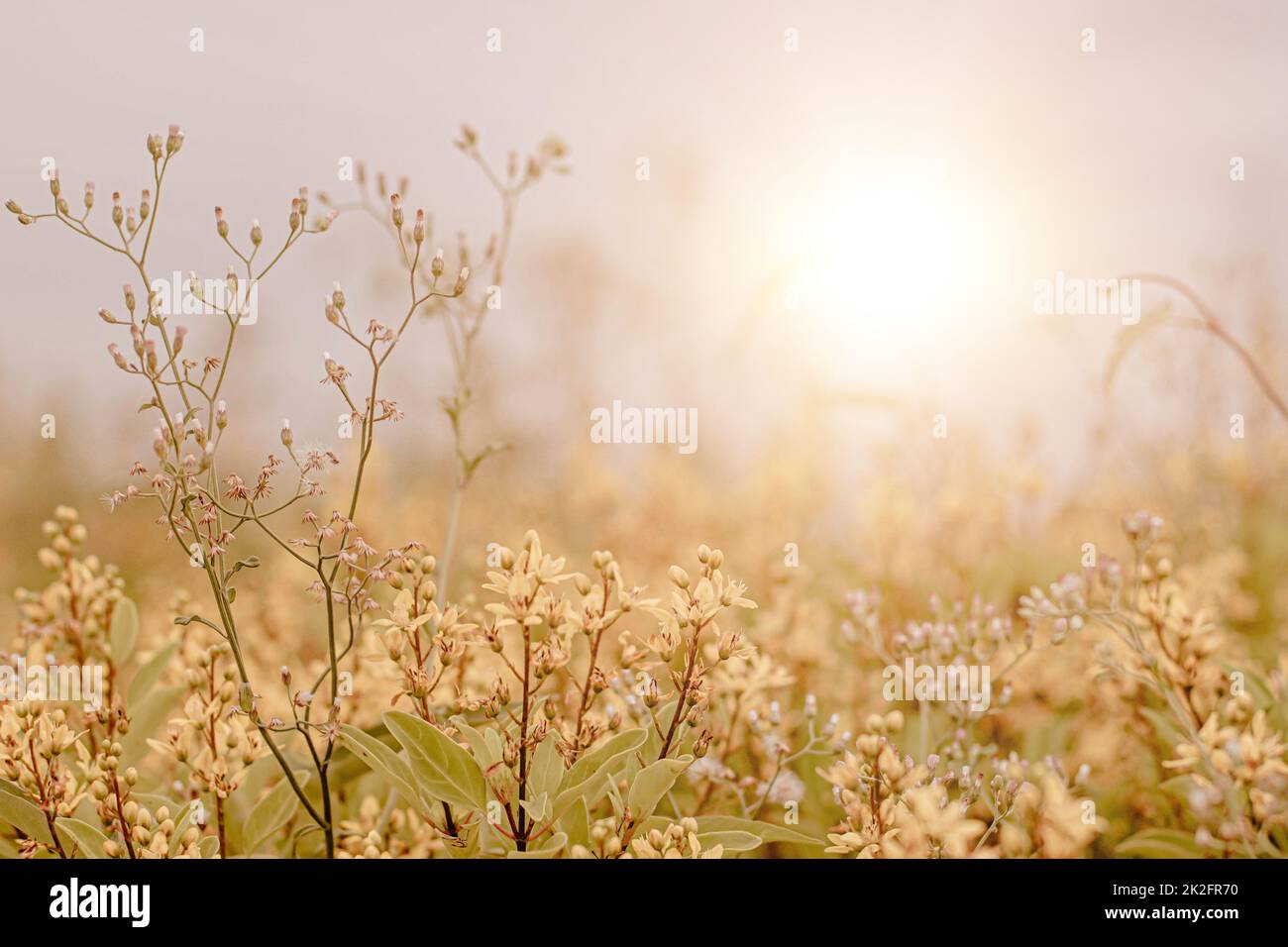 Fleur de gazon sauvage, gros plan point doux un peu de fleurs sauvages herbe dans le lever et le coucher de soleil fond chaud vintage ton. Banque D'Images