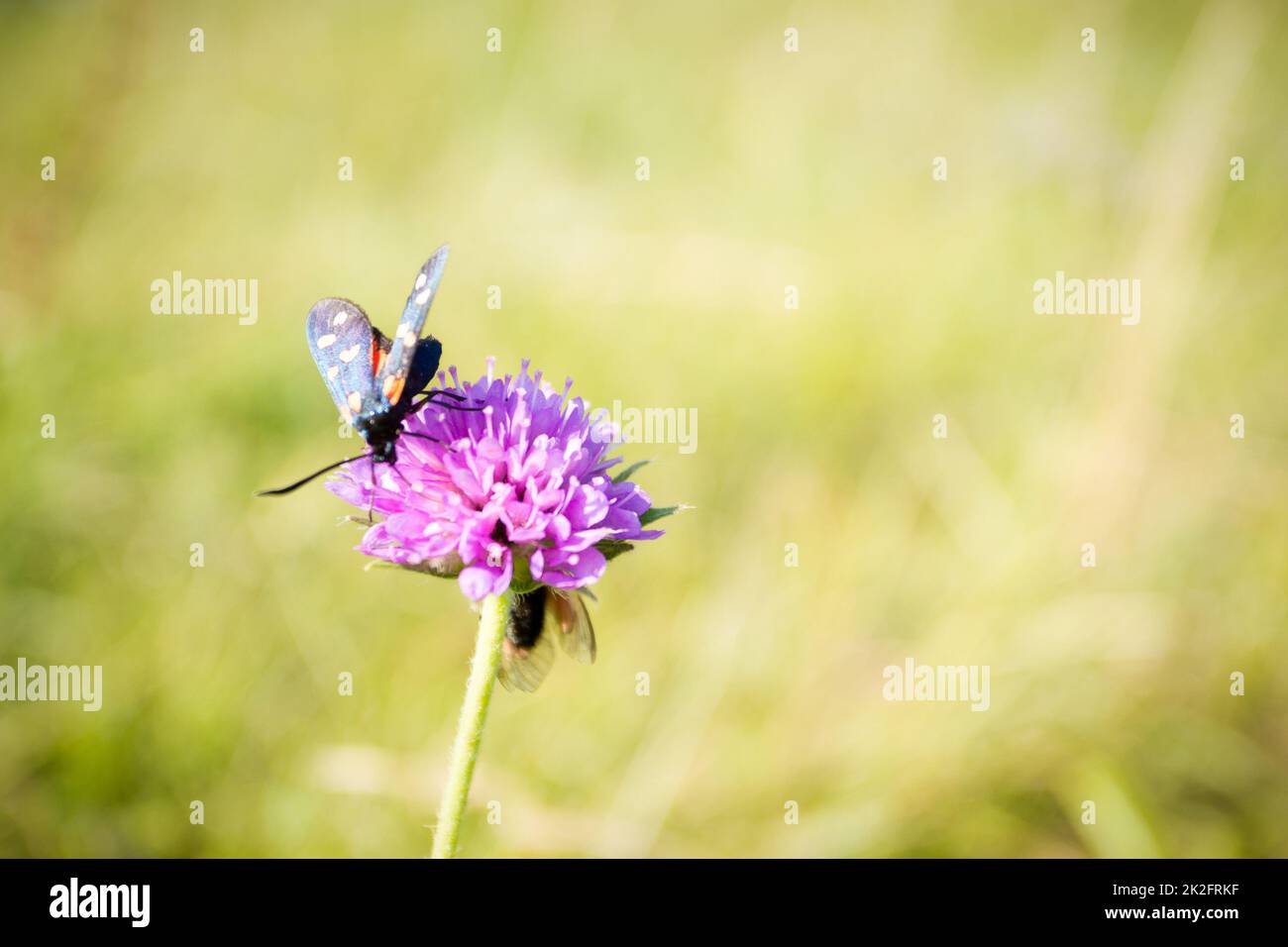 Écarlate tiger Moth sur la fleur de trèfle gros plan. Banque D'Images