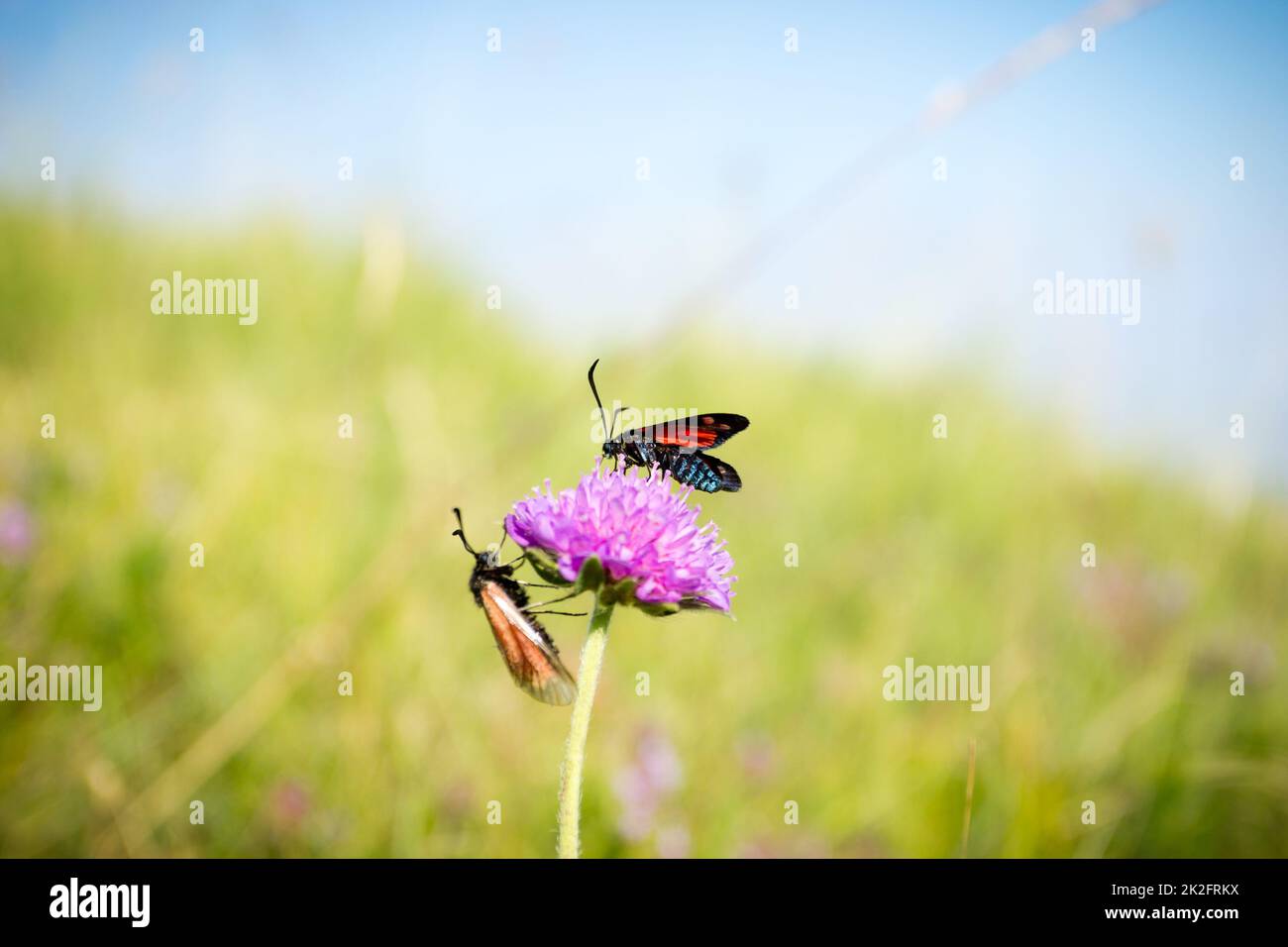 Écarlate tiger Moth sur la fleur de trèfle gros plan. Banque D'Images