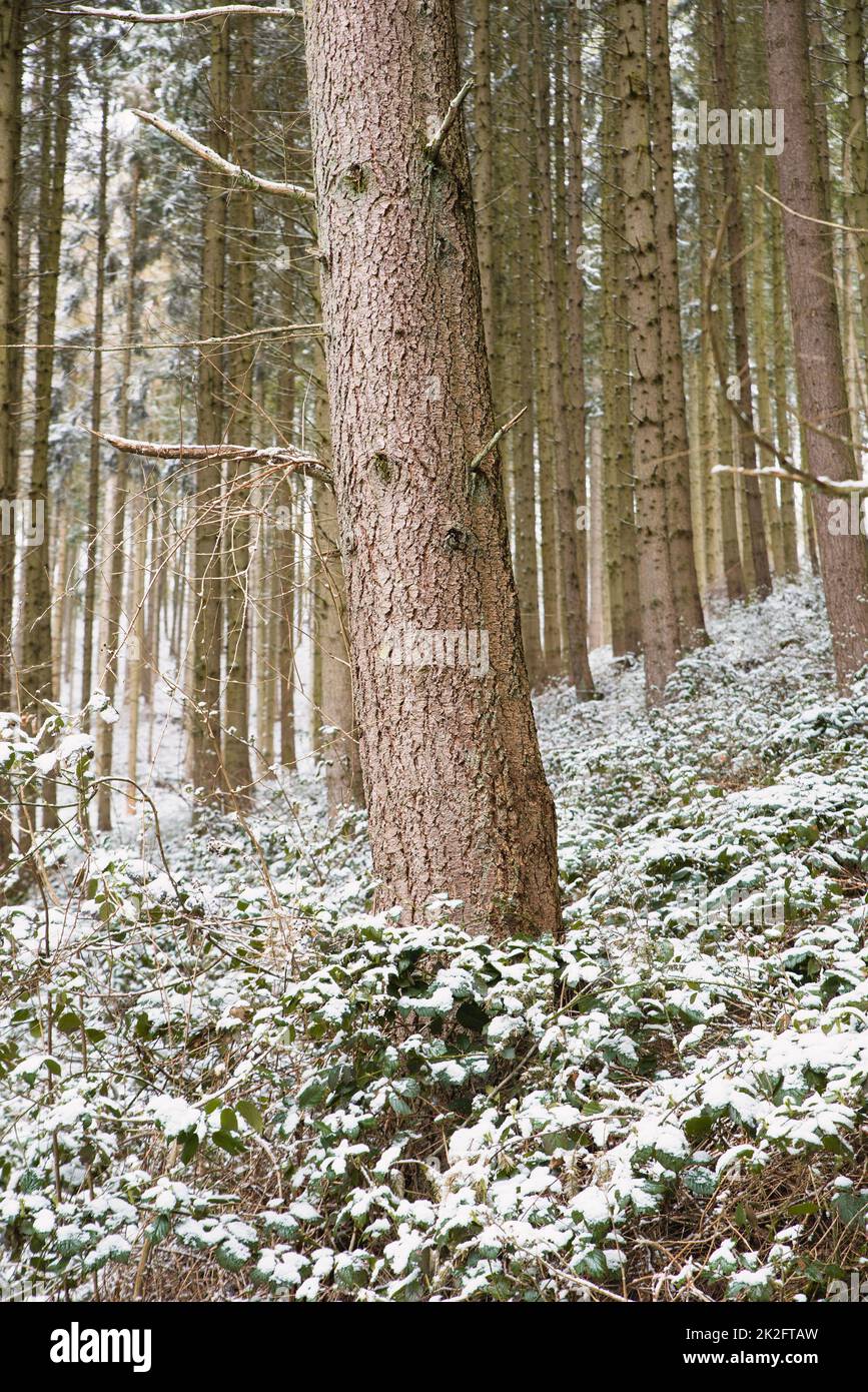 Forêt couverte de neige, troncs de sapins, hiver en Allemagne, paysage gelé en hiver, climat et questions environnementales Banque D'Images