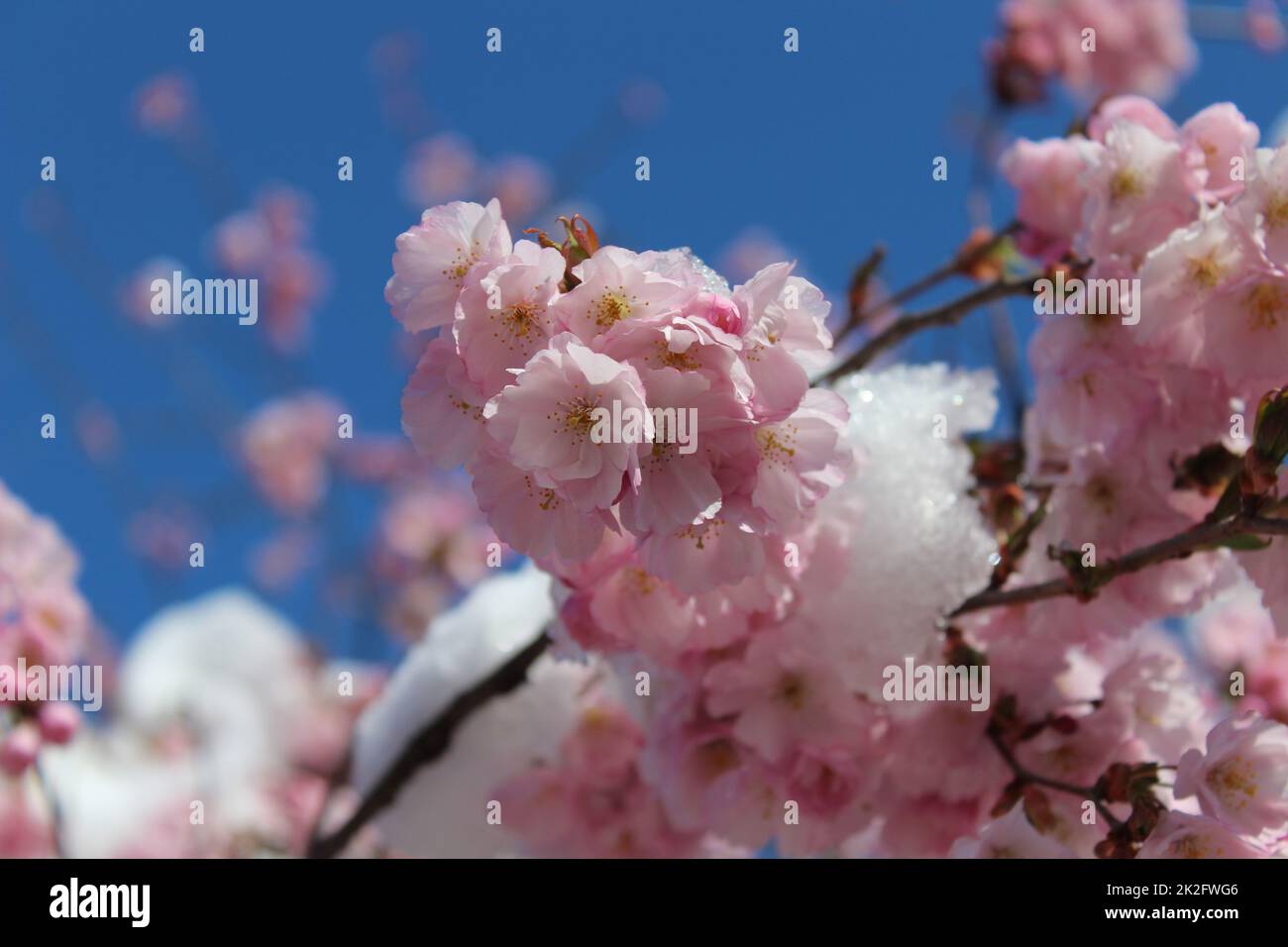 fleurs enneigées au printemps Banque D'Images