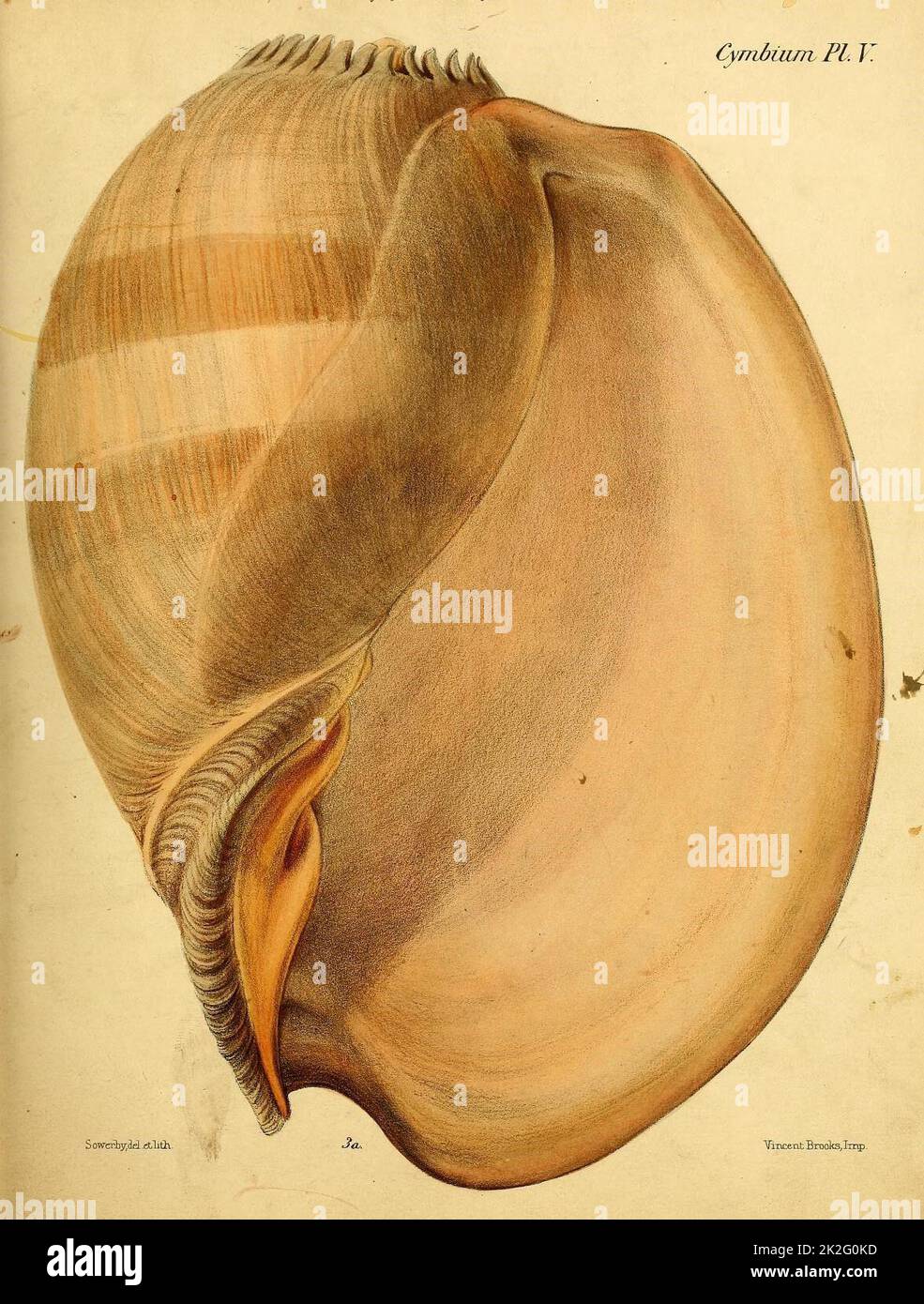 Conchologia iconica, or, illustrations des coquilles d'animaux mollusque Londres :Reeve, Brothers,1843-1878. https://biodiversitylibrary.org/page/27365590 Banque D'Images