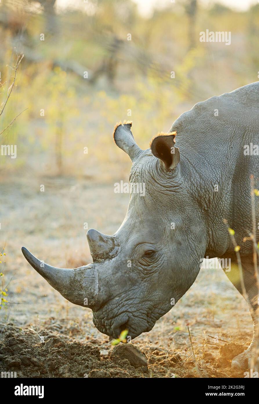 Sauvegardez le rhinocéros. Photo d'un rhinocéros dans son habitat naturel. Banque D'Images