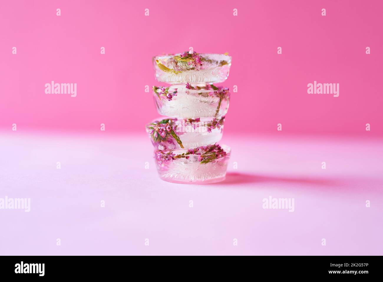 Cet été, soyez créatif avec votre glace. Photo studio de fleurs congelées dans des blocs de glace sur fond rose. Banque D'Images