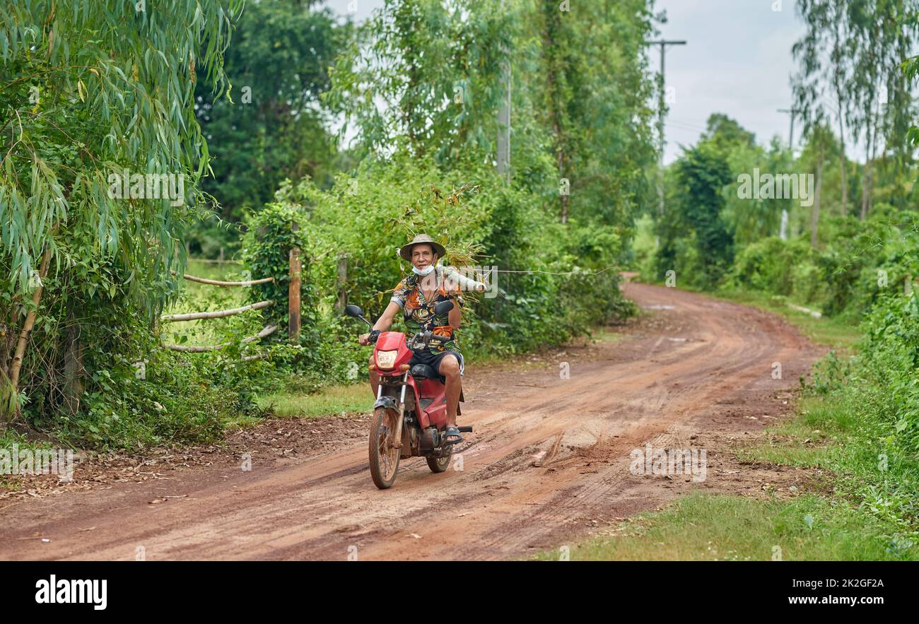 Un fermier dans une chemise colorée porte un tronc d'arbre de bambou sur son épaule, tout en montant une moto, prise à Sakon Nakhon, Thaïlande Banque D'Images