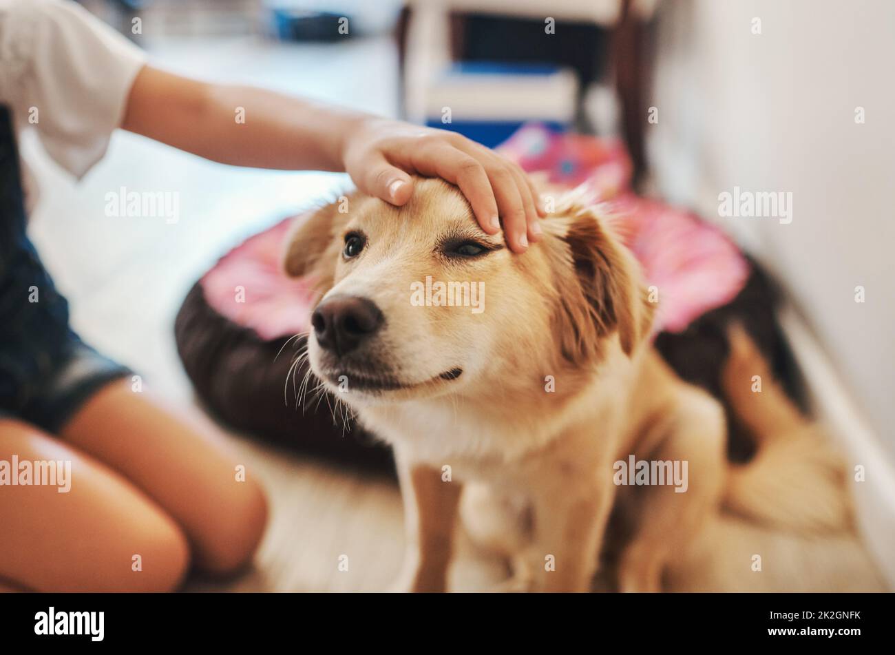 Quel bon garçon. Prise de vue rognée d'un enfant méconnaissable qui pète son chien dans le salon de la maison. Banque D'Images