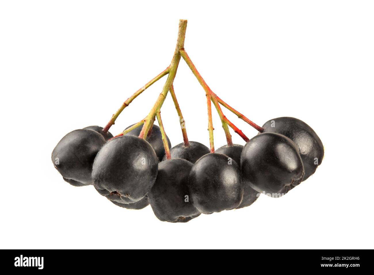 (Aronia Chokeberry) petits fruits et la tige, isolé sur fond blanc. Banque D'Images
