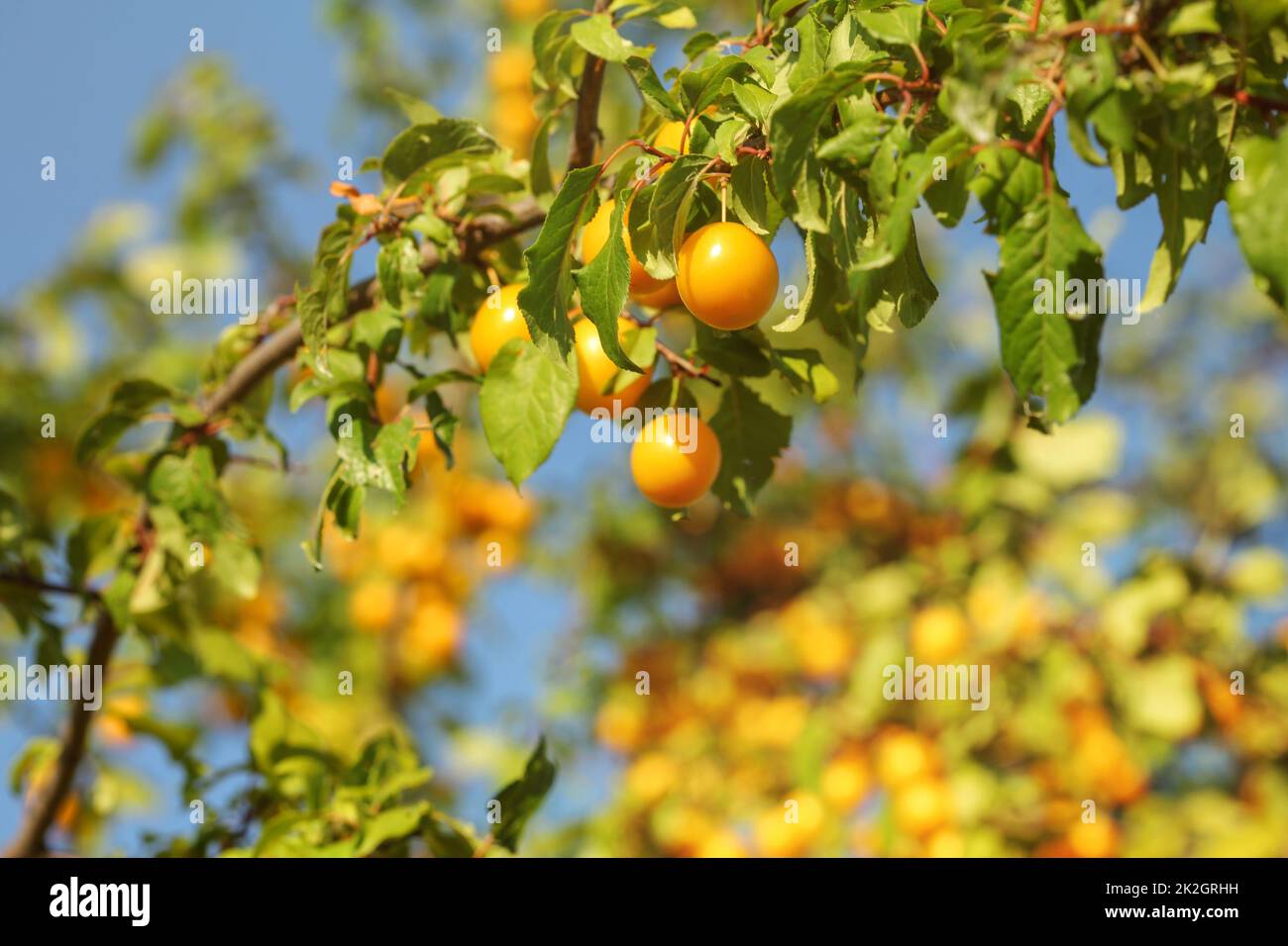 Mirabelles sur une branche d'arbre, éclairé par le soleil l'après-midi. Banque D'Images