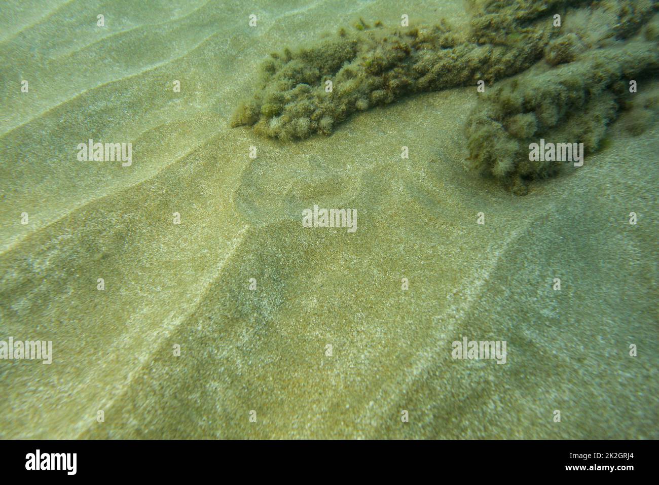 Photo sous-marine - Fine sable mer bas, avec des roches couvertes d'algues en arrière-plan. Résumé fond marin. Banque D'Images