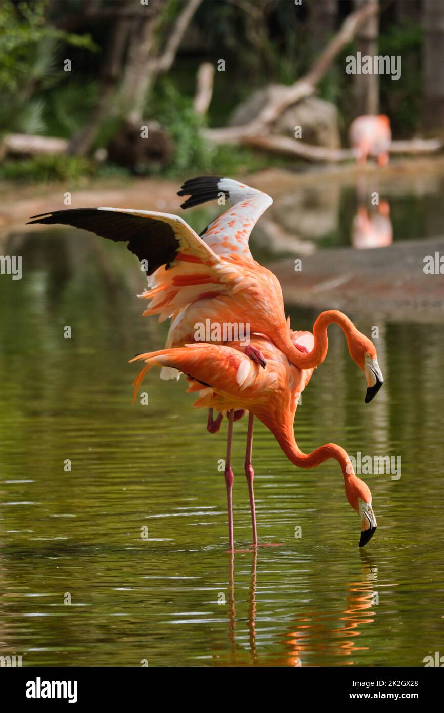 American flamingo Phoenicopterus ruber bird Banque D'Images