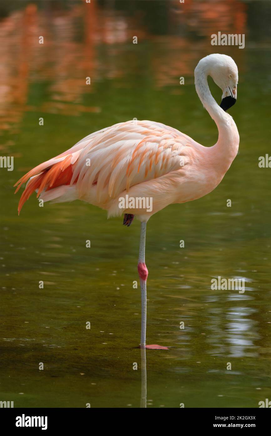 Flamant du Chili Phoenicopterus chilensis bird Banque D'Images