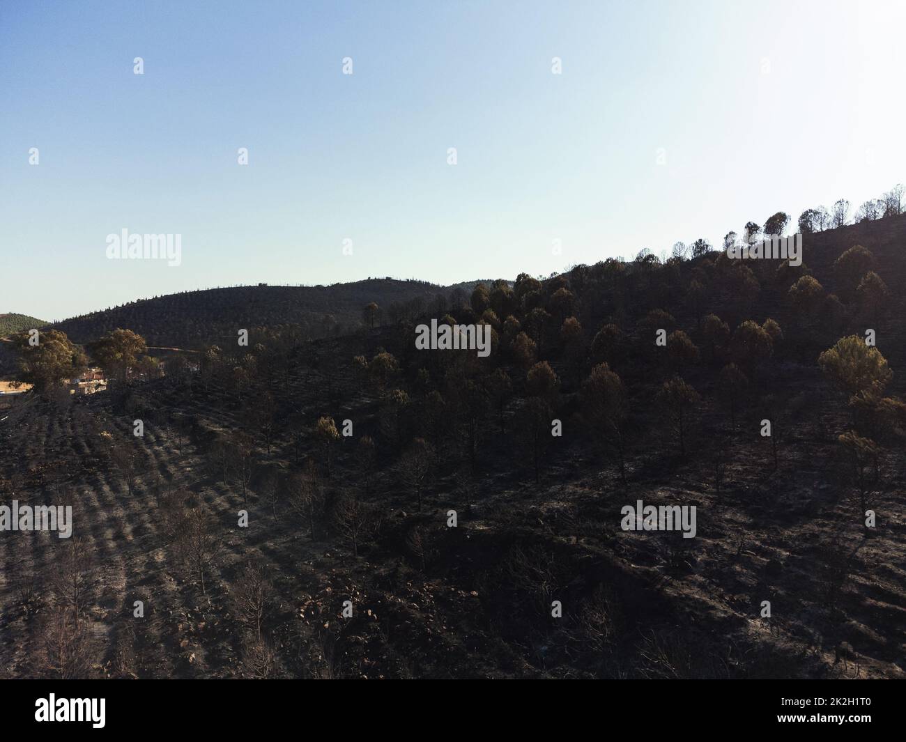 Après le feu de forêt au site de Derya Seferihisar Doganbey Turquie, a brûlé des arbres dans le cadre. Banque D'Images