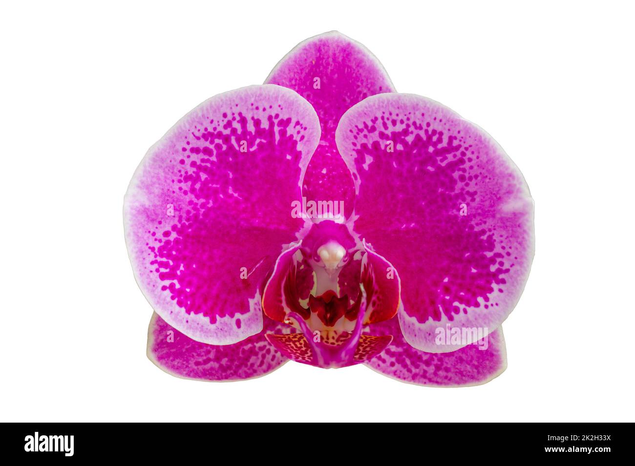 Une fleur de type orchidée de Moth ou Orchidée de Lune, de couleur pourpre avec des taches sombres, isolée sur un fond blanc Banque D'Images