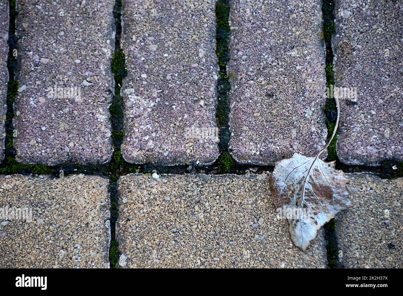 Une feuille d'arbre séchée sur un carreau de pierre Banque D'Images