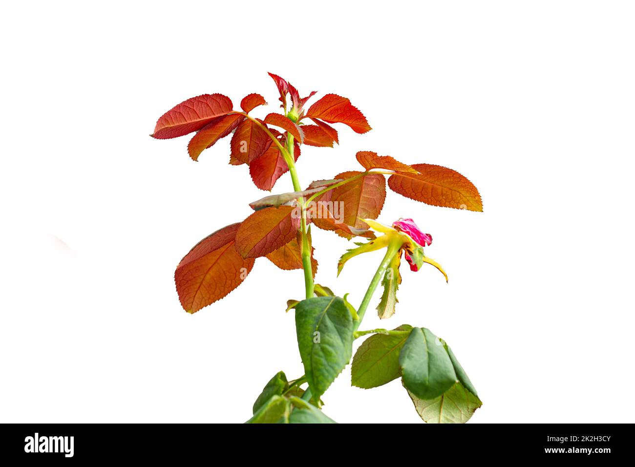 Les jeunes pousses d'une plante de fleur rose en croissance sont brunes avec des feuilles vert foncé, isolées sur un fond blanc Banque D'Images