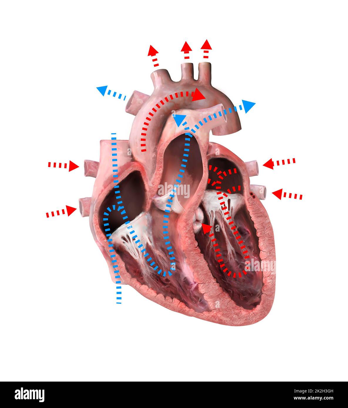 anatomie du cœur humain. Schéma pédagogique montrant le flux sanguin avec les principales parties étiquetées. illustration 3d rendu Banque D'Images