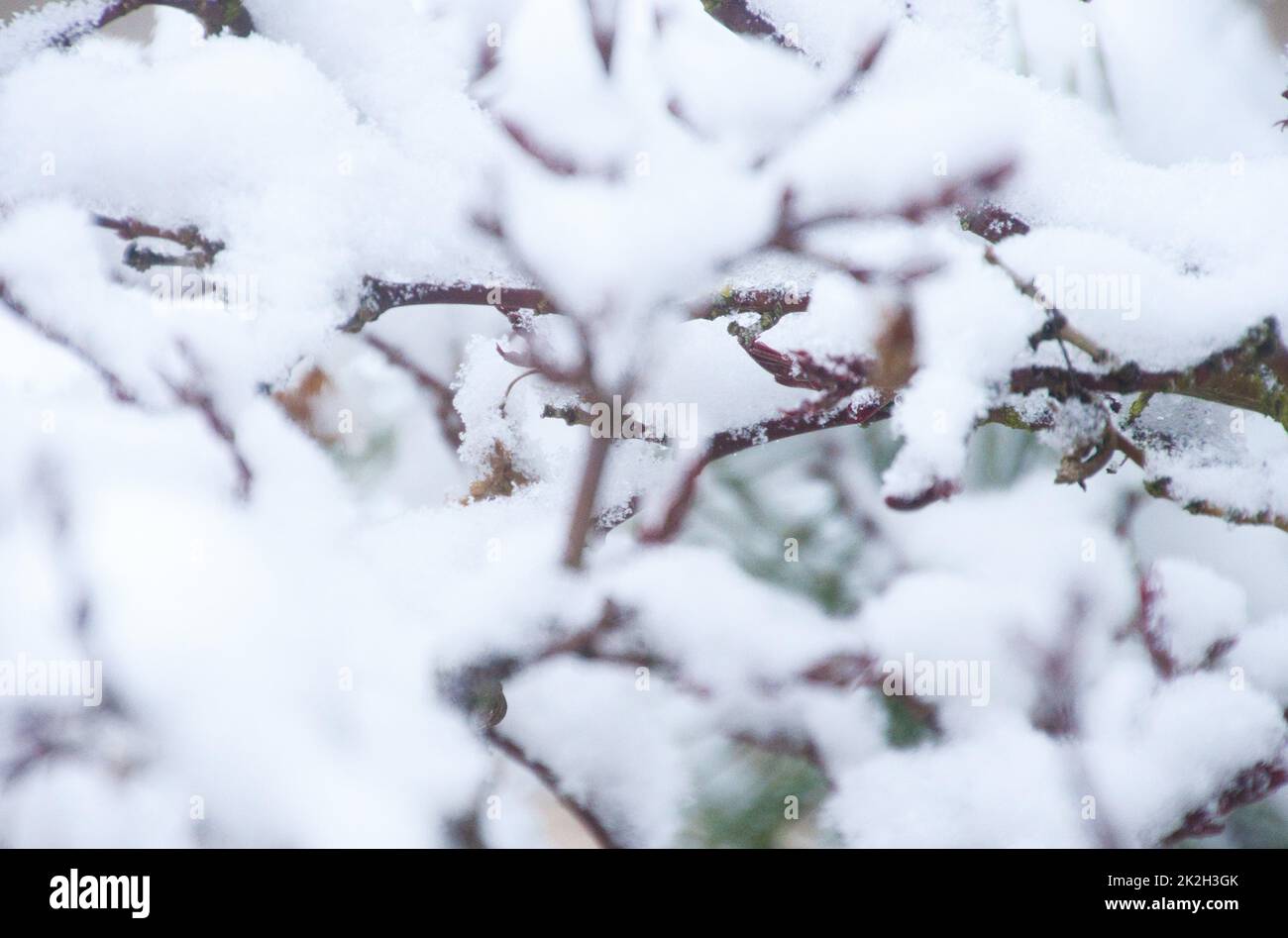 Japonais Acer dans la neige Banque D'Images