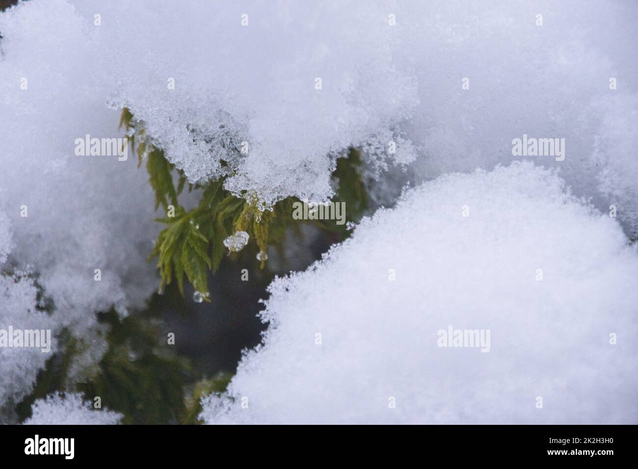 Japonais Acer dans la neige Banque D'Images