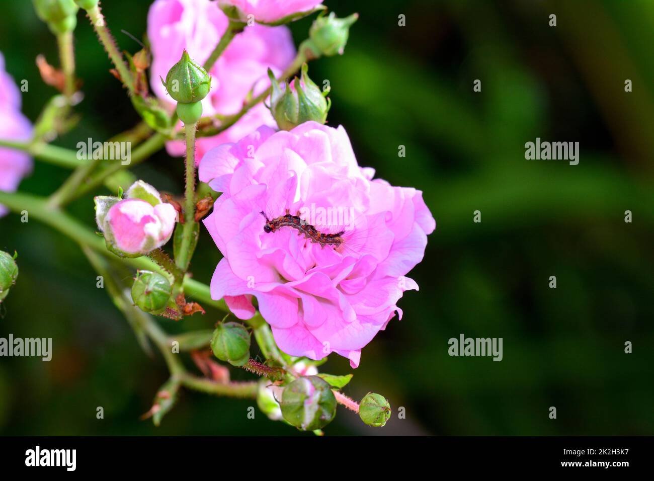 Caterpillar dans une fleur de rose Banque D'Images Caterpillar dans une fleur de rose Banque D'Images