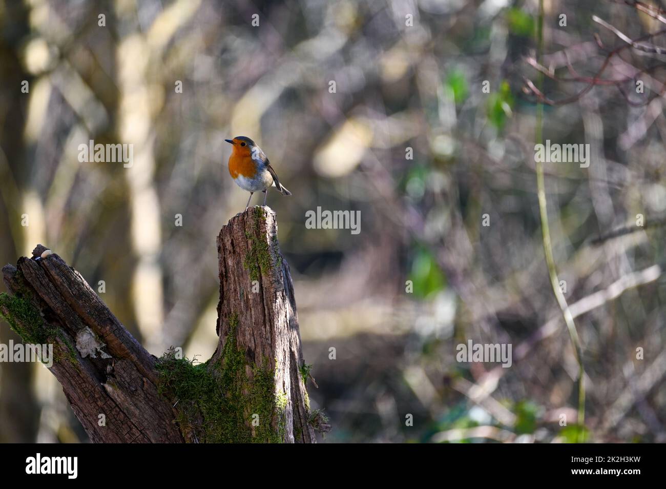 Un oiseau-Robin sur la branche dans la nature Banque D'Images