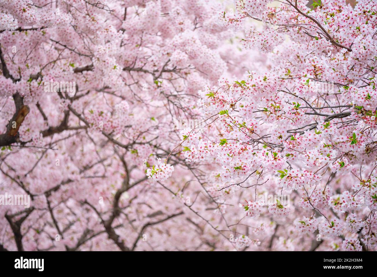 Fleur de cerisier sakura en fleurs Banque D'Images