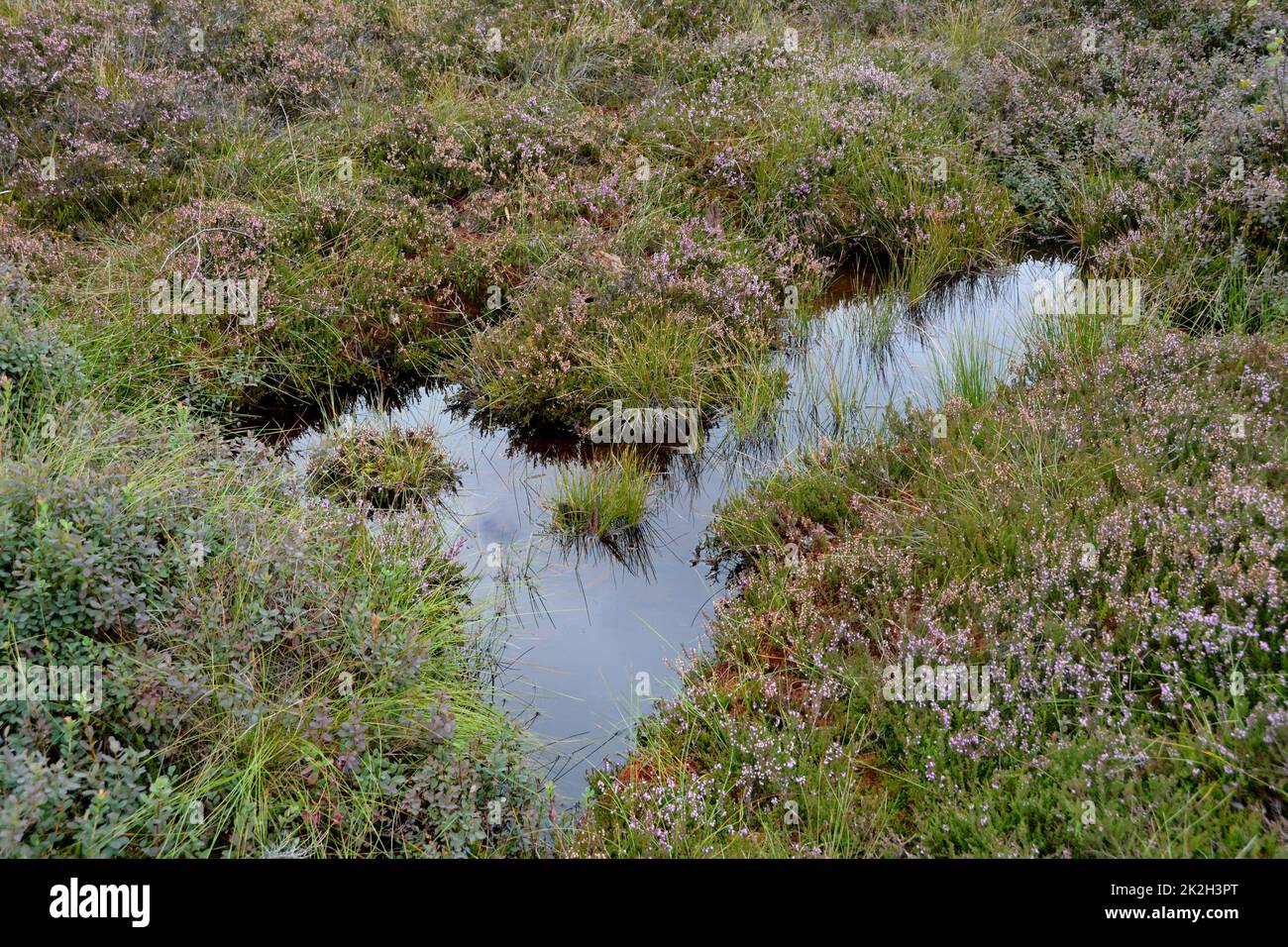 Moor yeux avec de l'eau et de la bruyère Banque D'Images