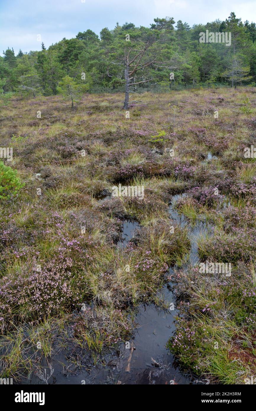 Moor yeux avec de l'eau et de la bruyère dans le paysage Banque D'Images