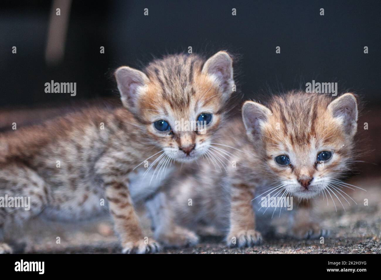 Deux petits chatons mignons dans la maison Banque D'Images