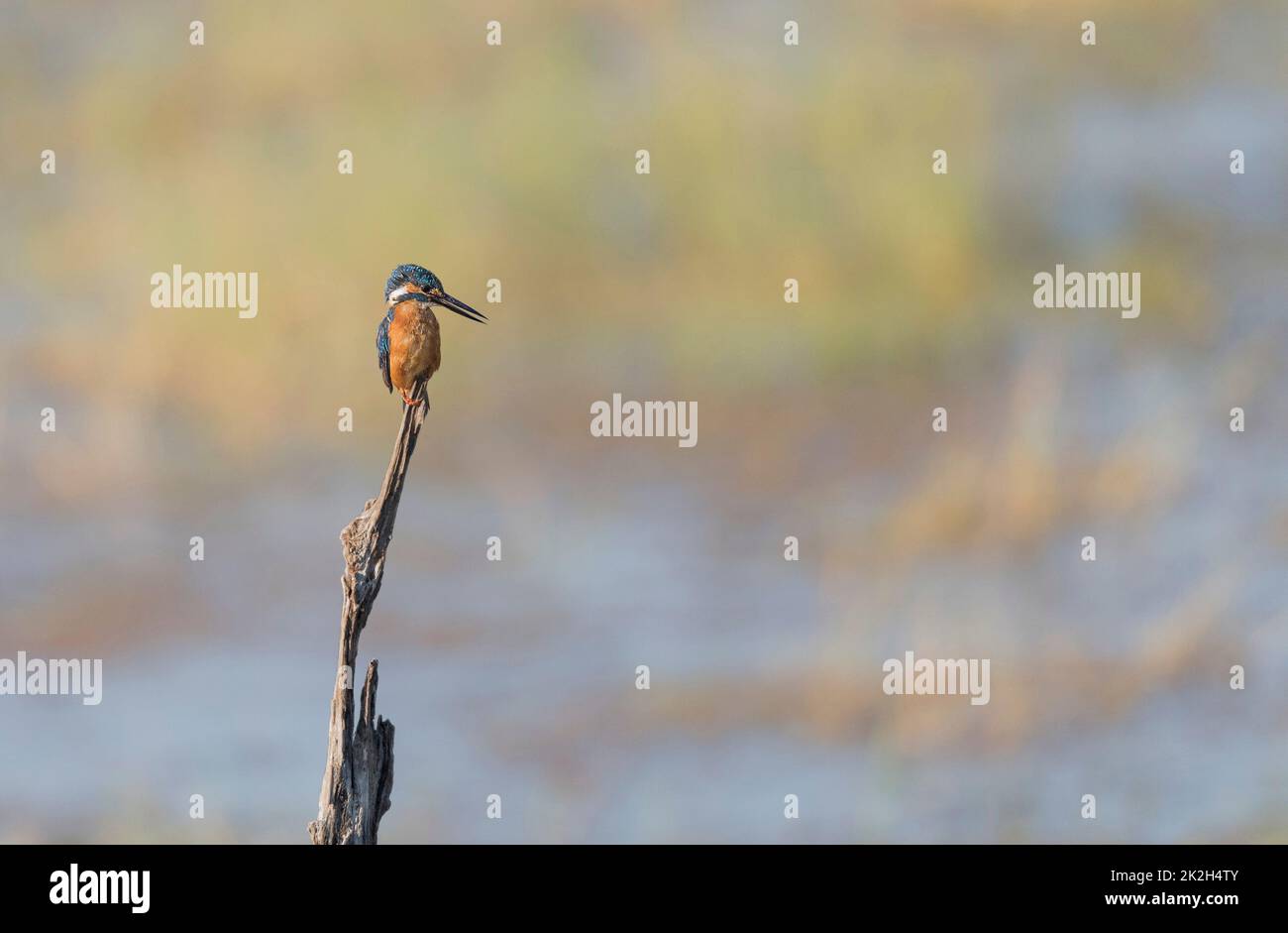 Basification Kingfisher courante au soleil Banque D'Images