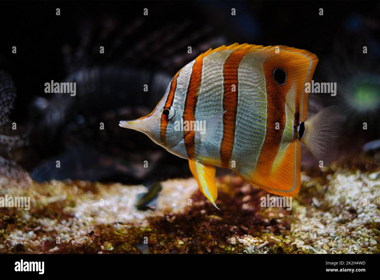 Butterflyfish Chelmon rostratus de Copperband Banque D'Images