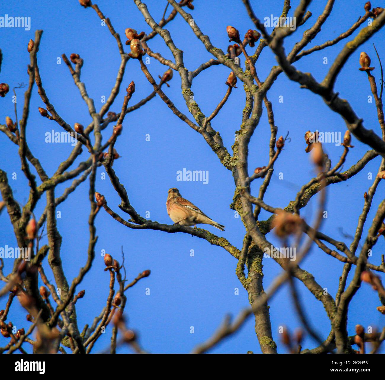 Un filet de sang, également appelé linnet ou finch de lin sur un arbre. Banque D'Images