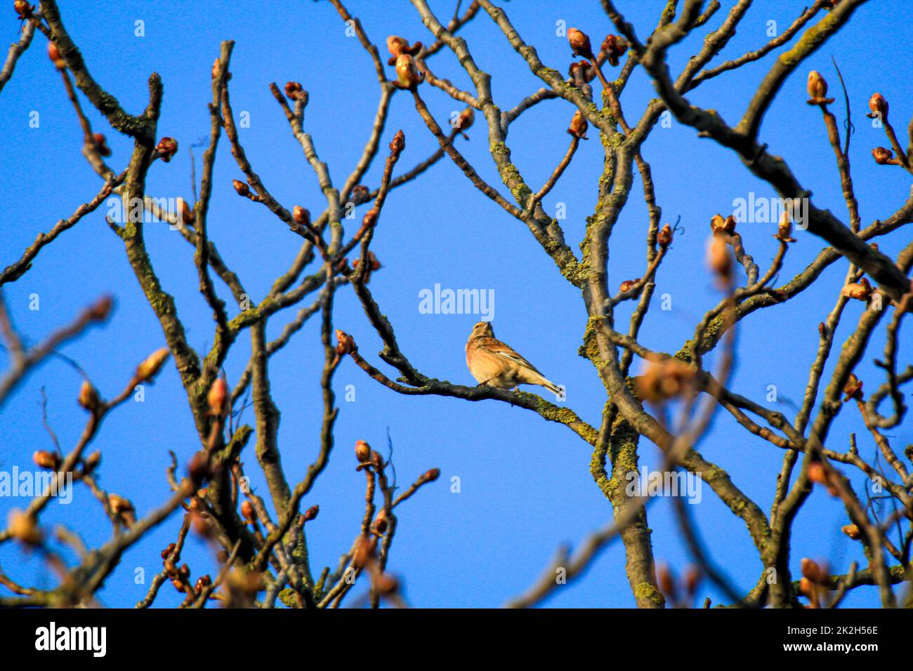 Un filet de sang, également appelé linnet ou finch de lin sur un arbre. Banque D'Images