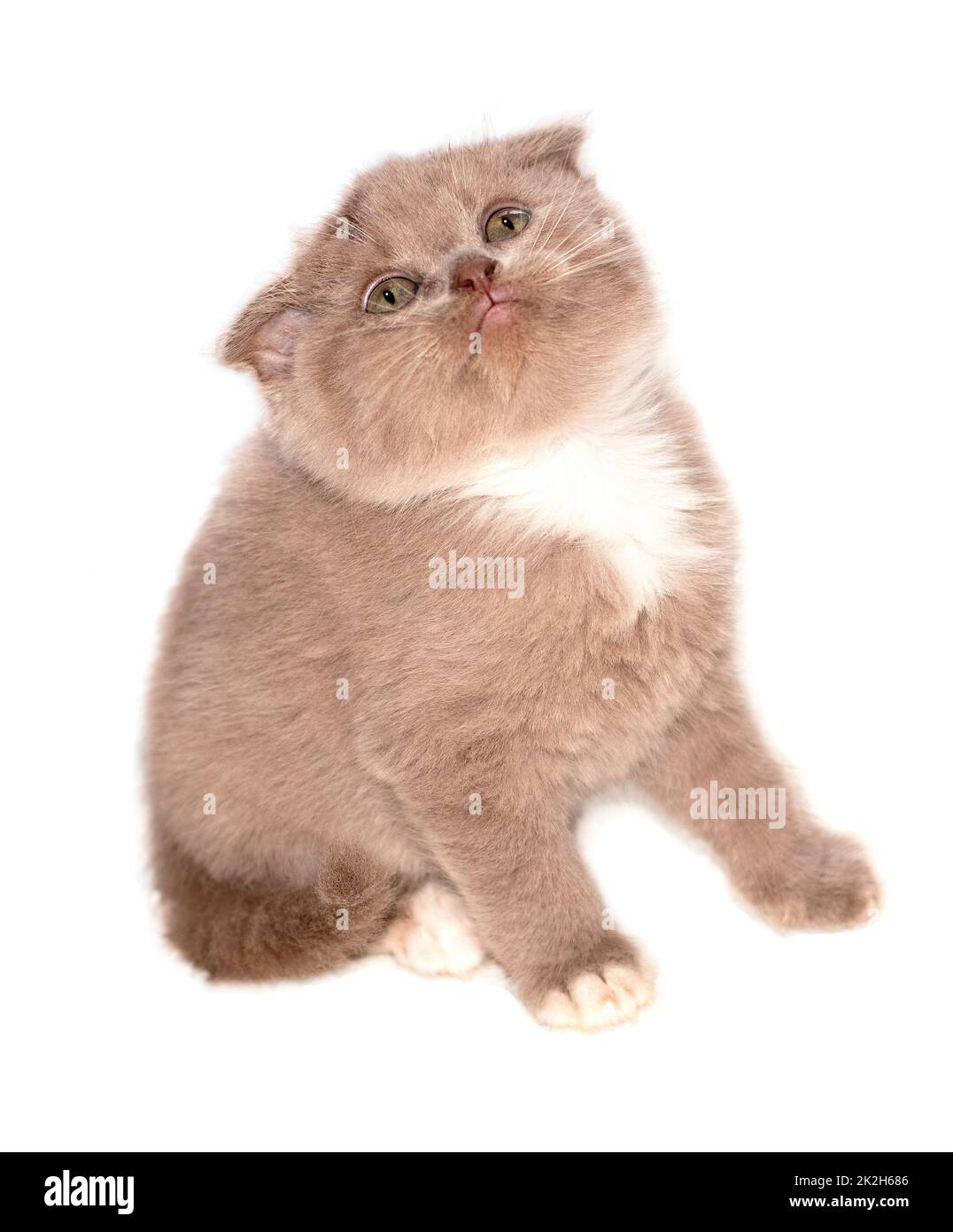 Image isolée d'un chaton lilas écossais Banque D'Images