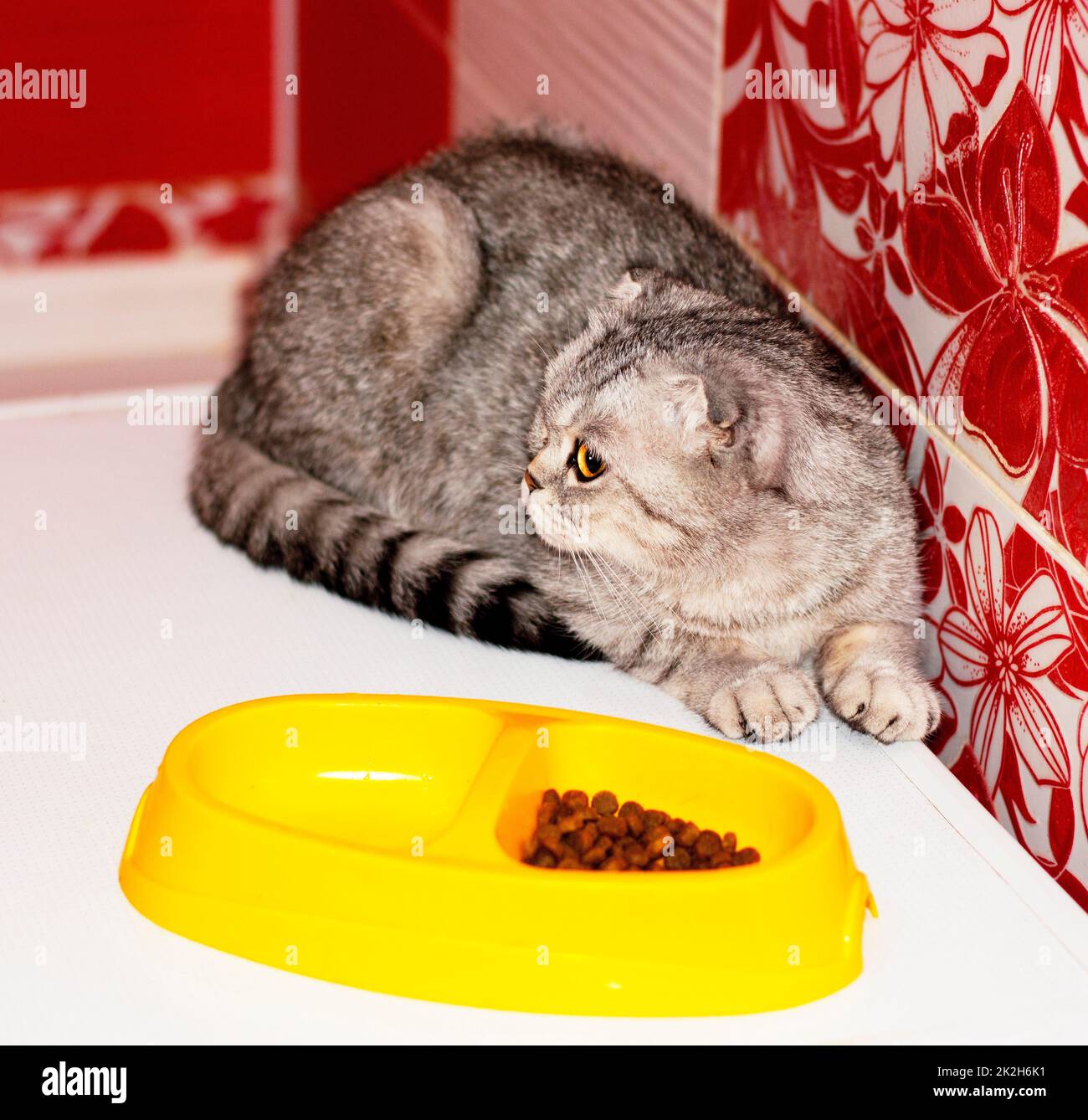 tabby chat à côté d'un bol de nourriture Banque D'Images