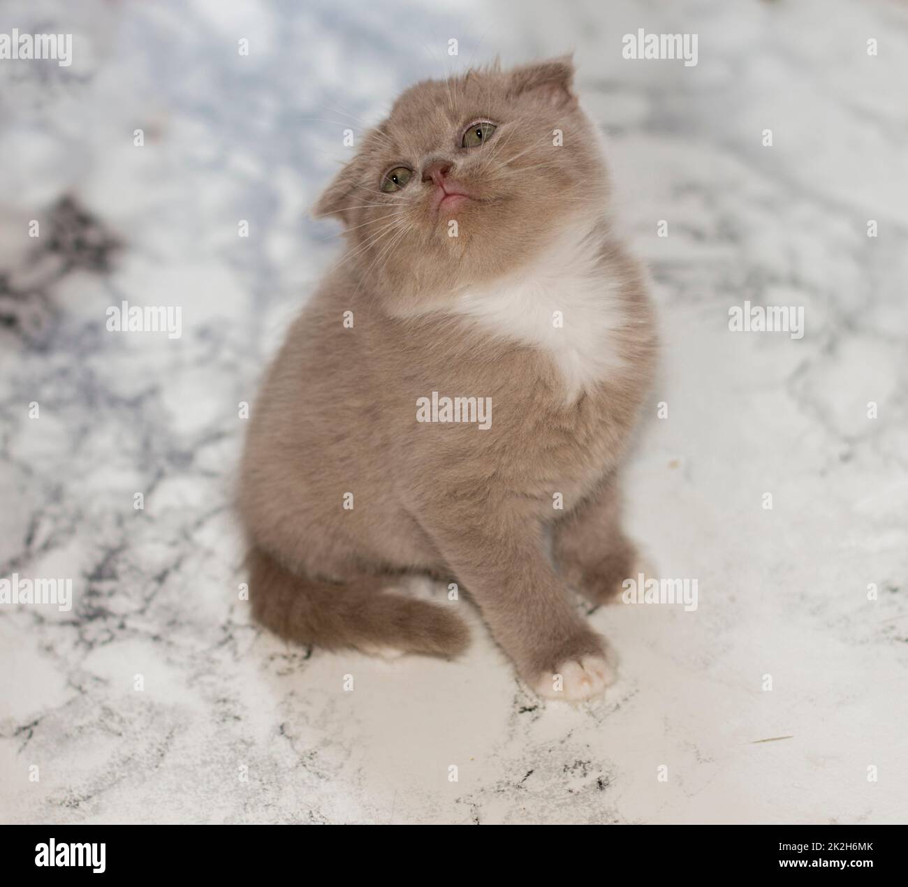 Gros plan magnifique chaton lavende bicolore écossais sur fond de marbre Banque D'Images