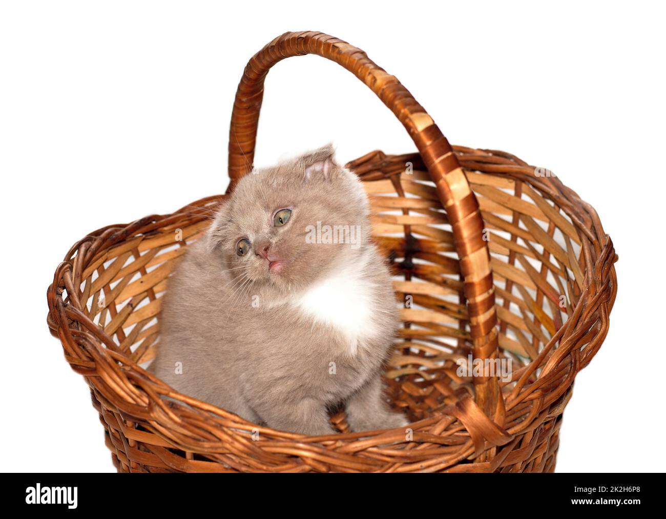 Image isolée magnifique chaton écossais-pliure assis dans un panier en osier Banque D'Images