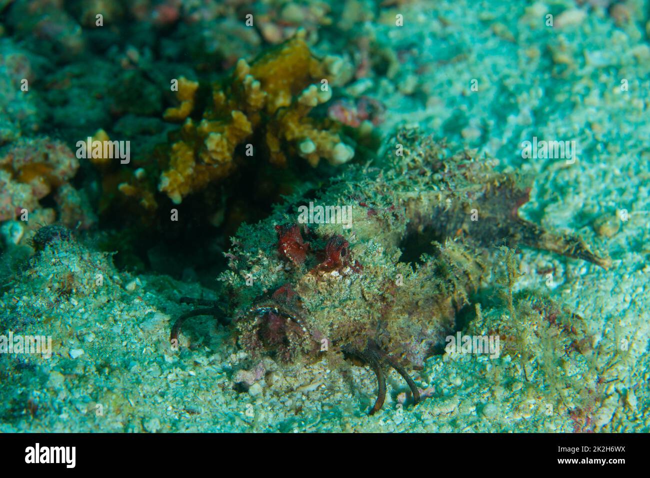 Diable aiguillon de poisson d'eau de mer en croûte camouflée sur un lit de mer sablonneux Banque D'Images