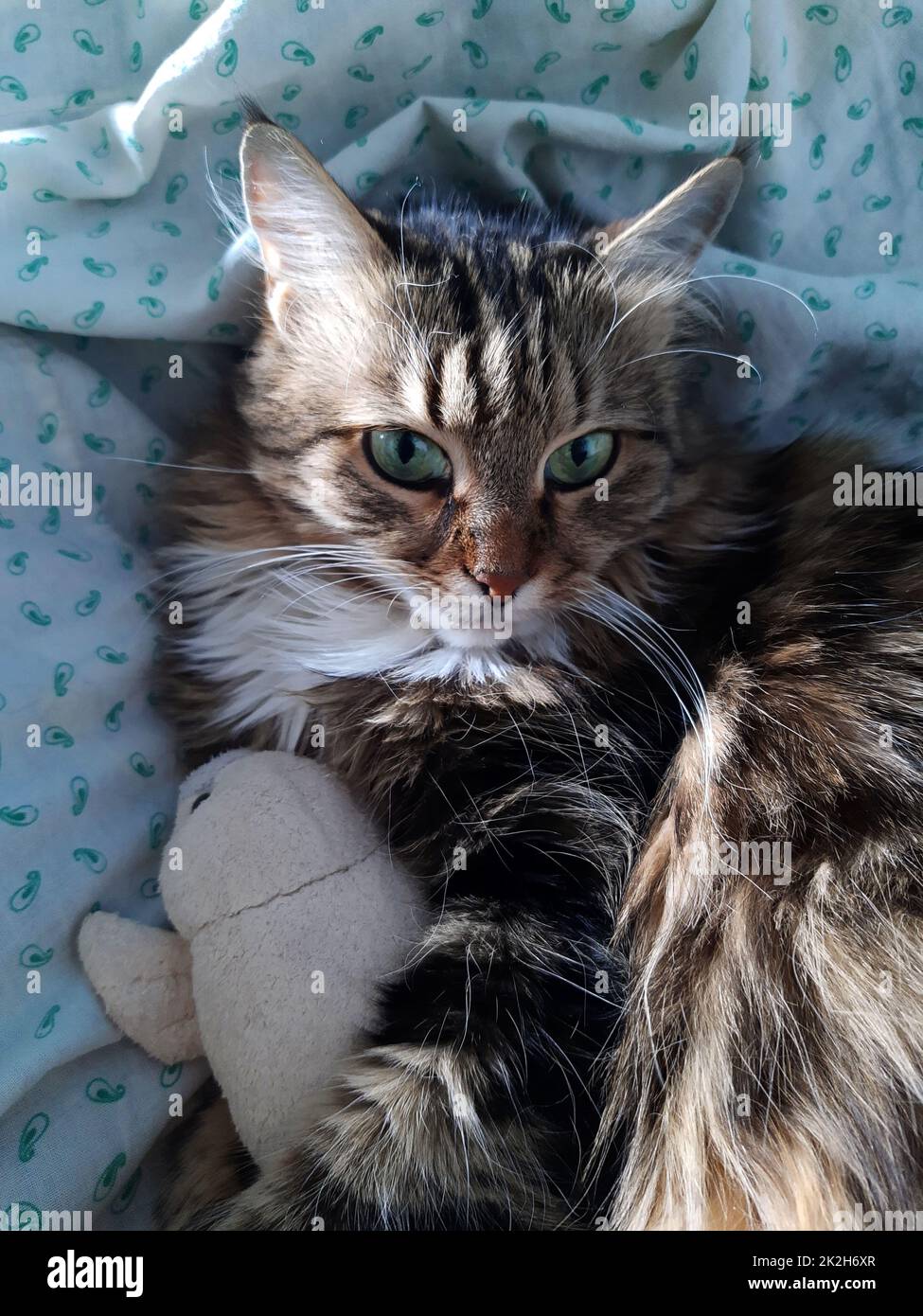 Chat et peluche en gros plan Banque D'Images