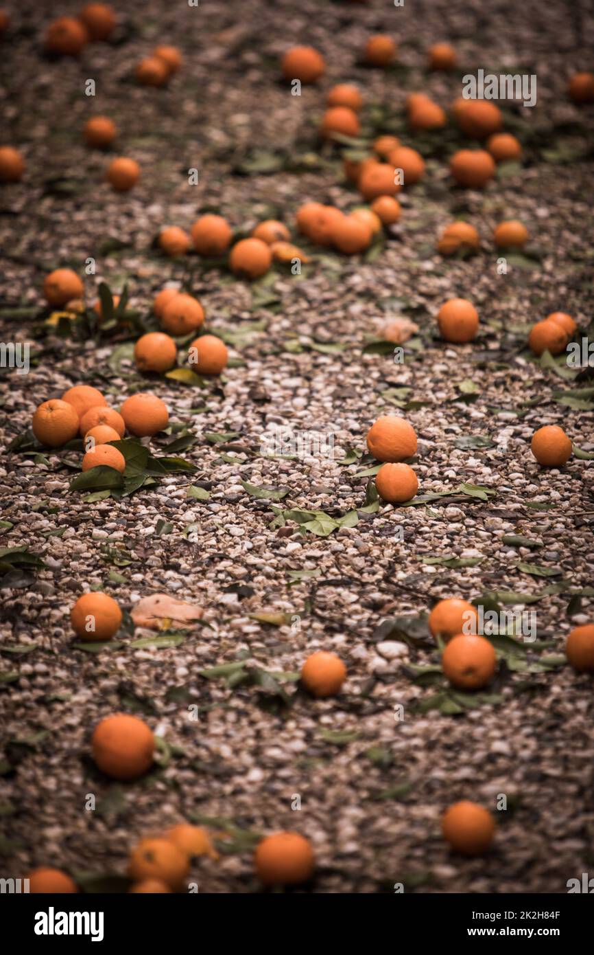 Des mandarines mûres au sol Banque D'Images