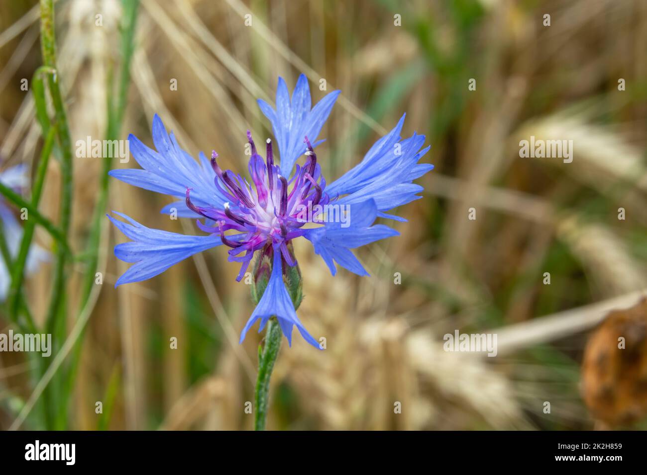 Fleur de bleuet de grain doré Banque D'Images