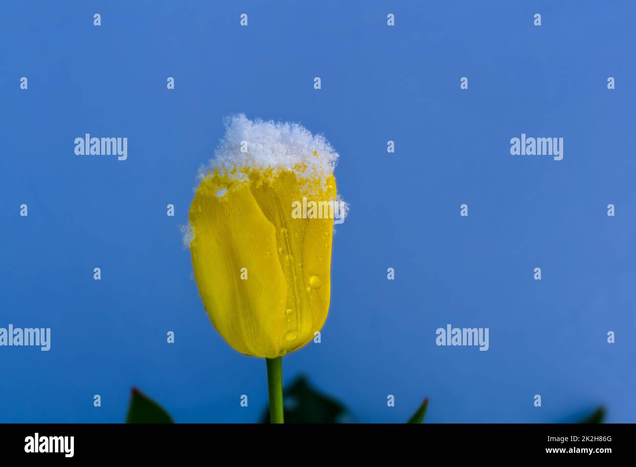 Tulipe enneigée en avril Banque D'Images