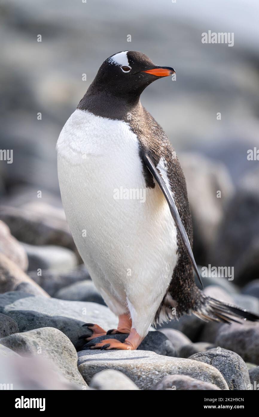 Gros plan sur le pingouin gentoo sur la plage de galets Banque D'Images