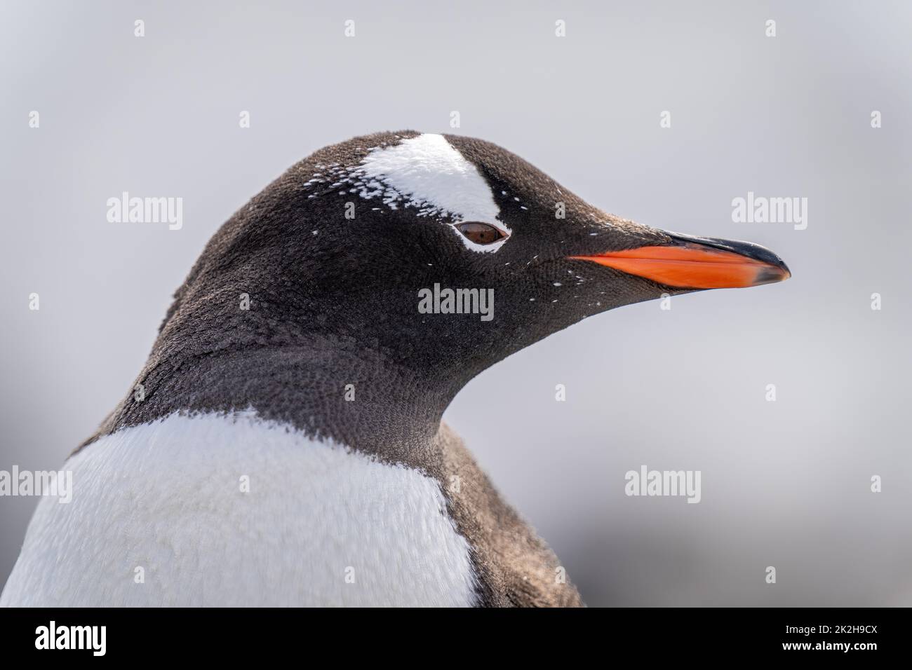 Gros plan de la tête de pingouin gentoo pointant vers la droite Banque D'Images