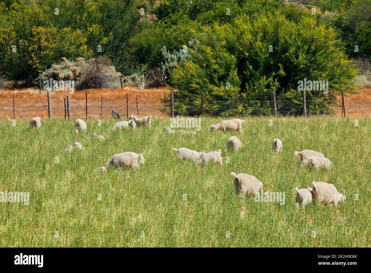 Chèvres angora paître sur pâturage Banque D'Images