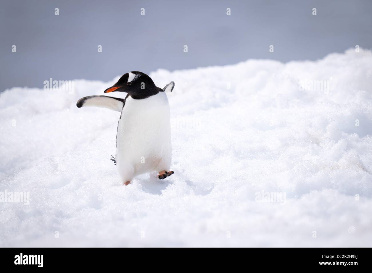 Le pingouin de Gentoo tombe presque dans la neige Banque D'Images