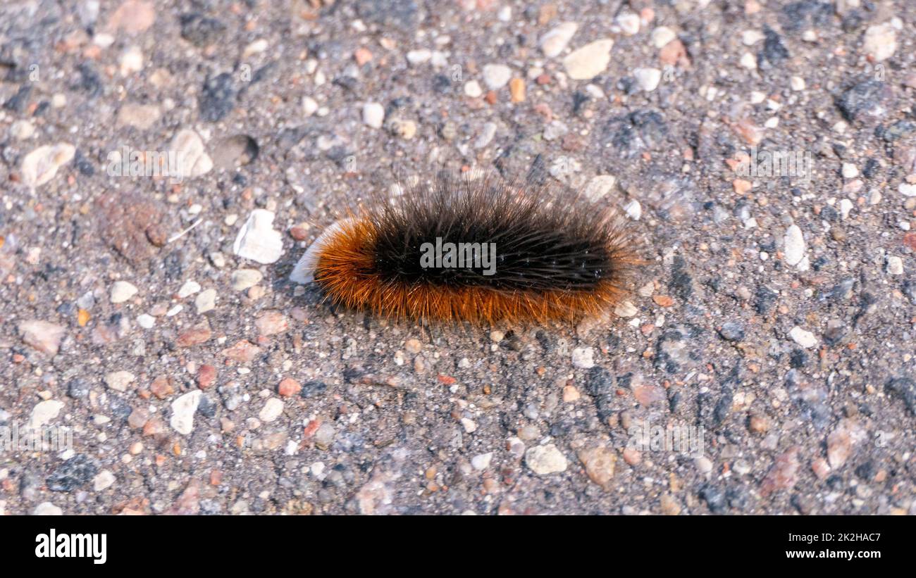 gros gros plan caterpillar noir et rouge Banque D'Images