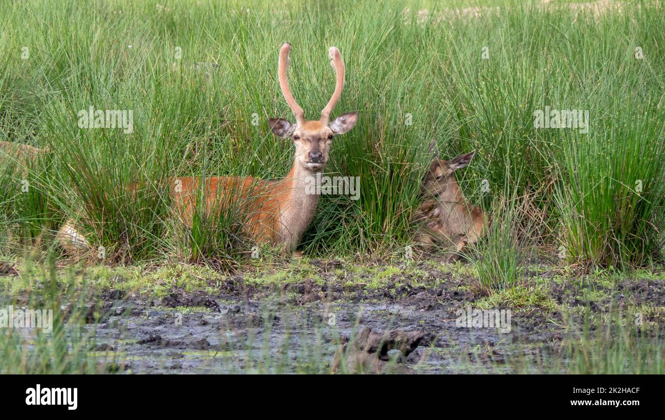 Joli cerf-de-Virginie à pois dans le parc Banque D'Images