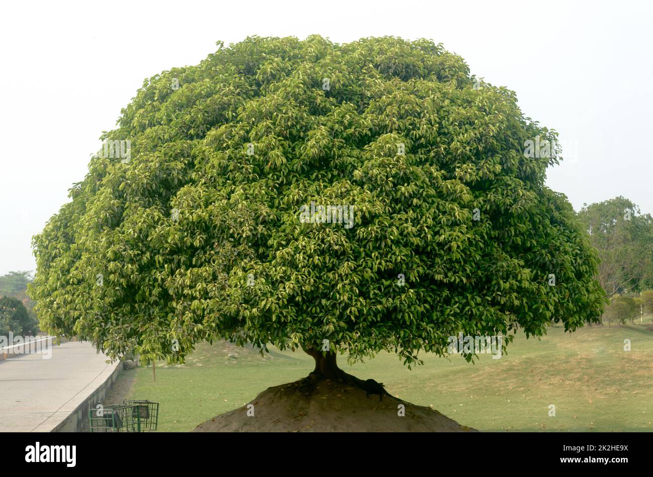 Un bel arbre sur un jardin en été coucher de soleil. Nature paysage arrière-plan. Arbre de vie. Banque D'Images